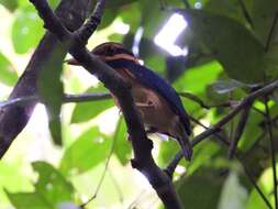 Image of Rufous collared kingfisher