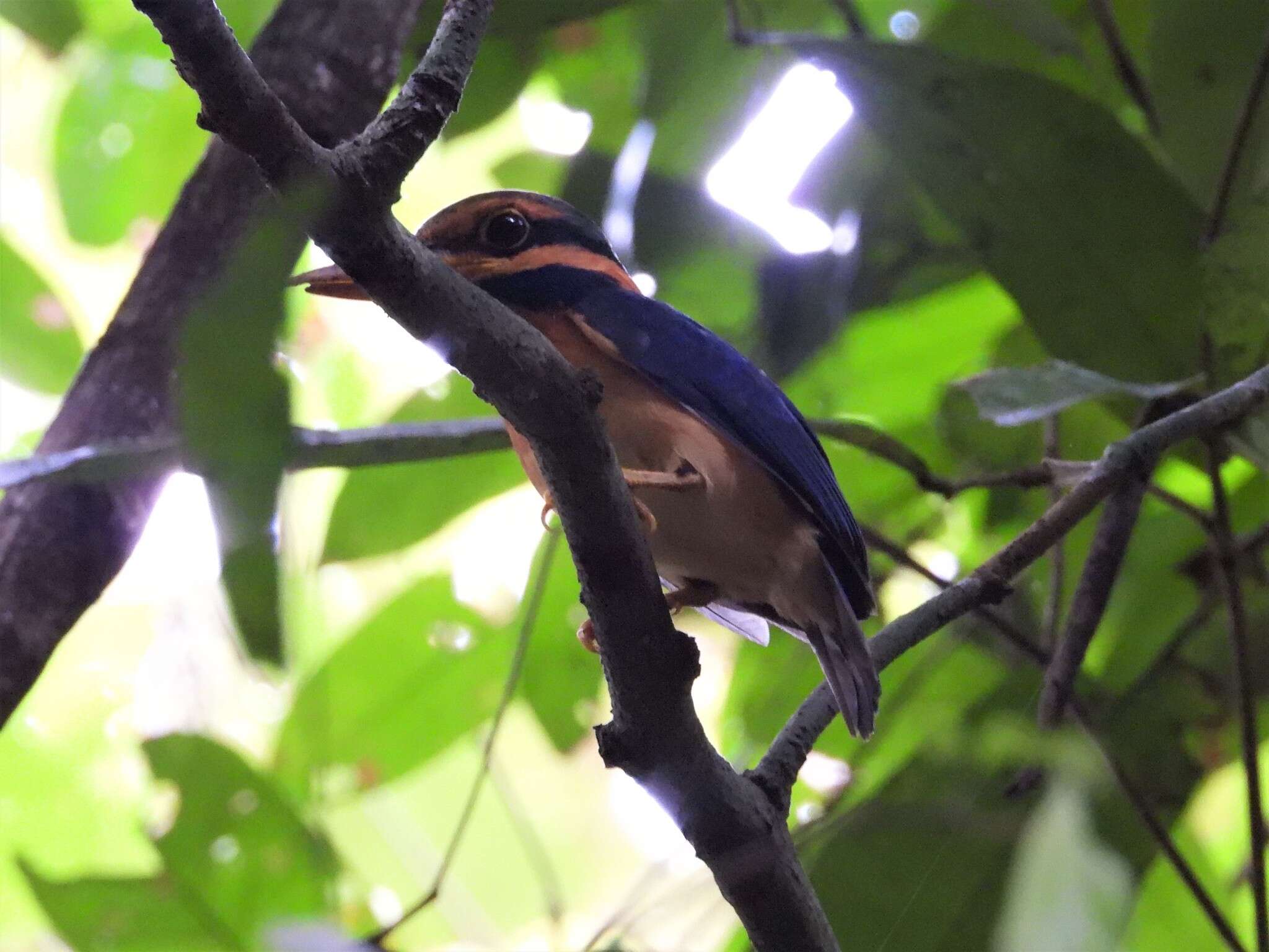 Image of Rufous collared kingfisher