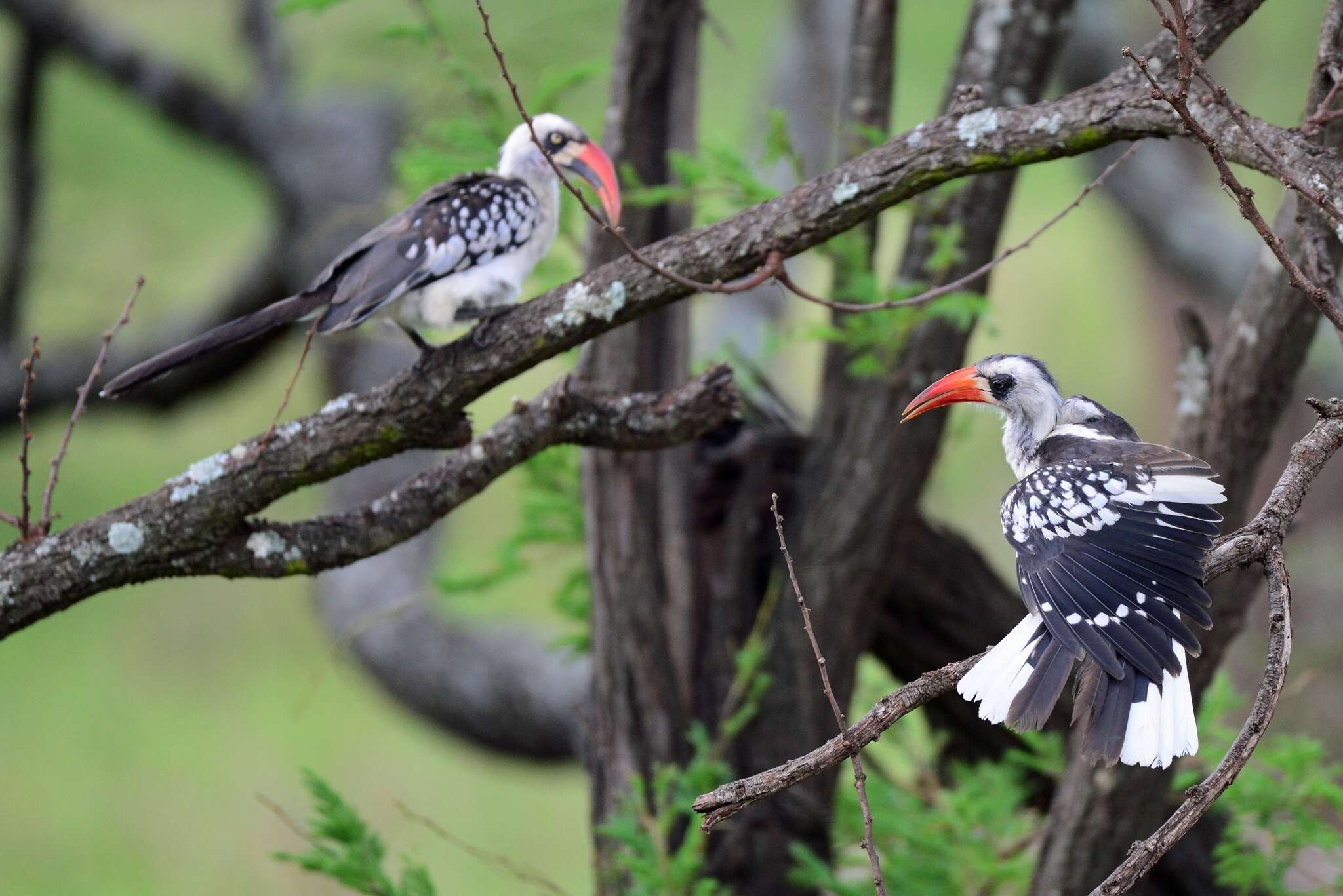 Image of Tanzanian Red-billed Hornbill