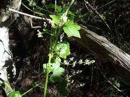 Image of Marah fabacea (Naud.) Greene