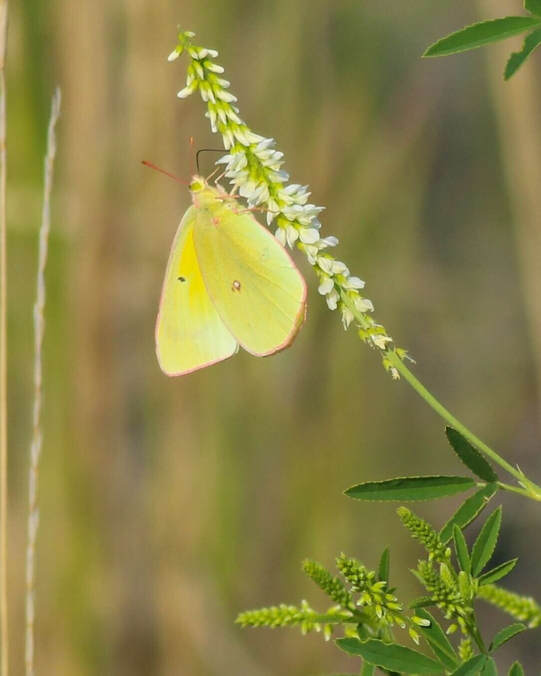 Imagem de Colias canadensis Ferris 1982