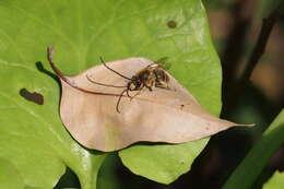 Image of Eucera nipponensis (Pérez 1905)