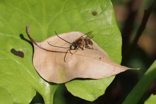 Image of Eucera nipponensis (Pérez 1905)