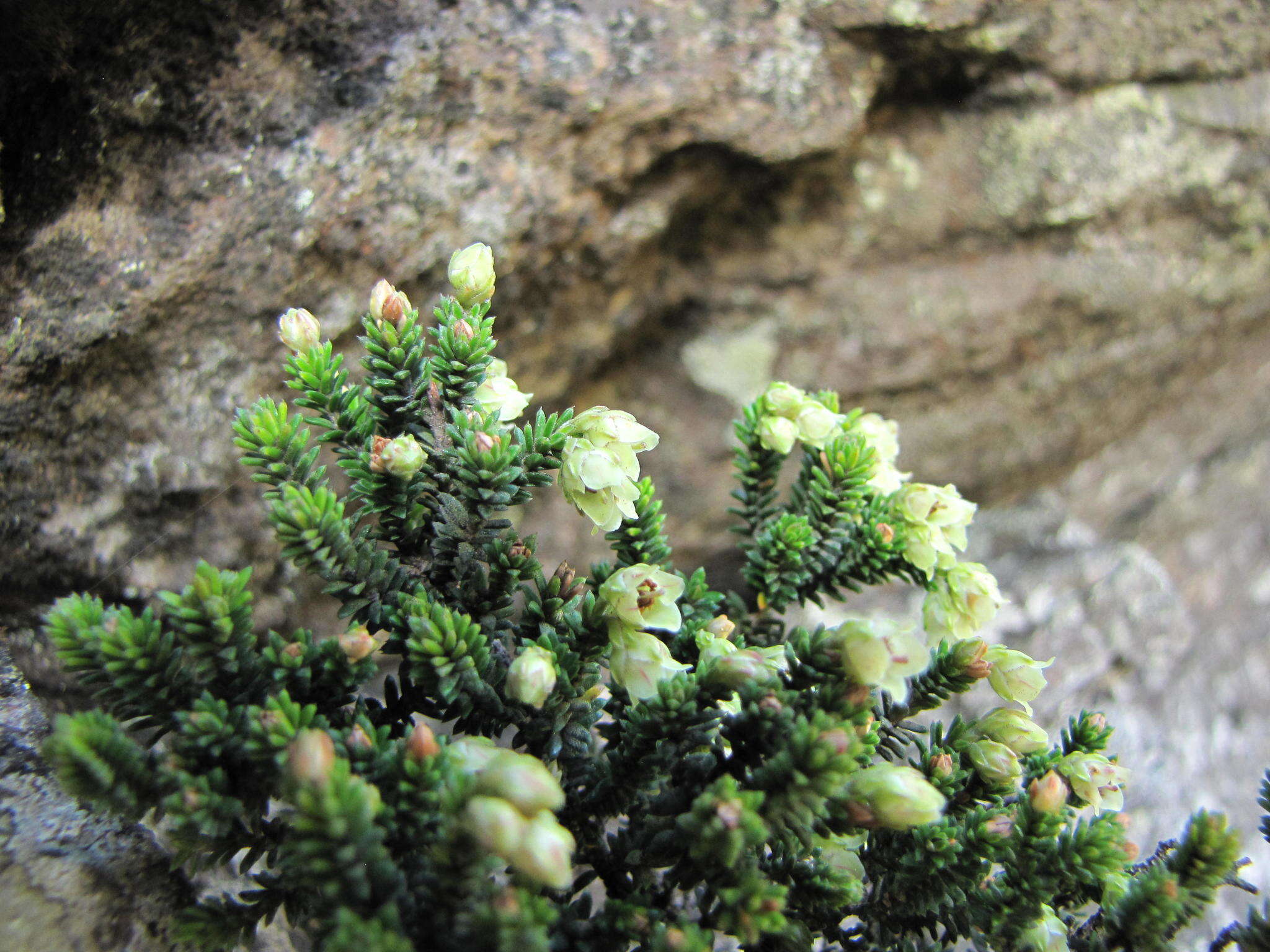 Plancia ëd <i>Erica emarginata</i>