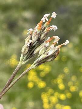 Image of erect primrose