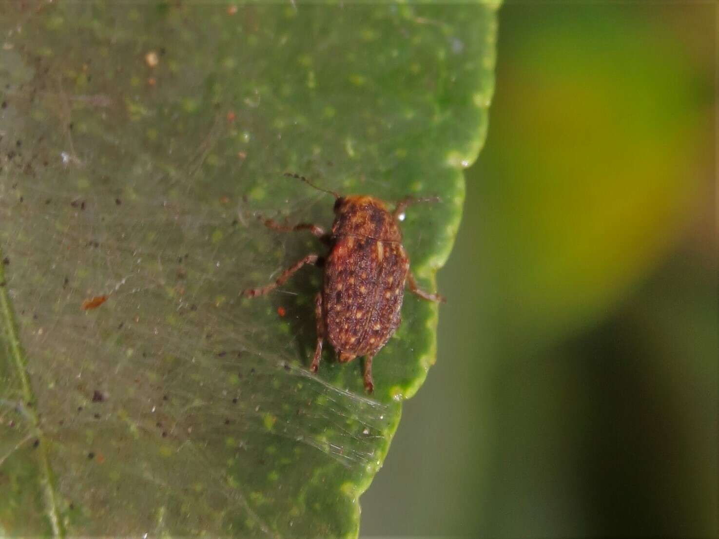 Image of Coffee Bean Weevil