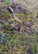 Image of Papaver lapponicum subsp. jugoricum (Tolm.) S. V. Gudoshnikov