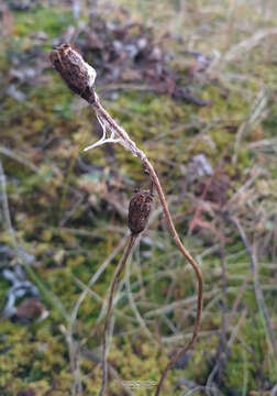 Image of Papaver lapponicum subsp. jugoricum (Tolm.) S. V. Gudoshnikov