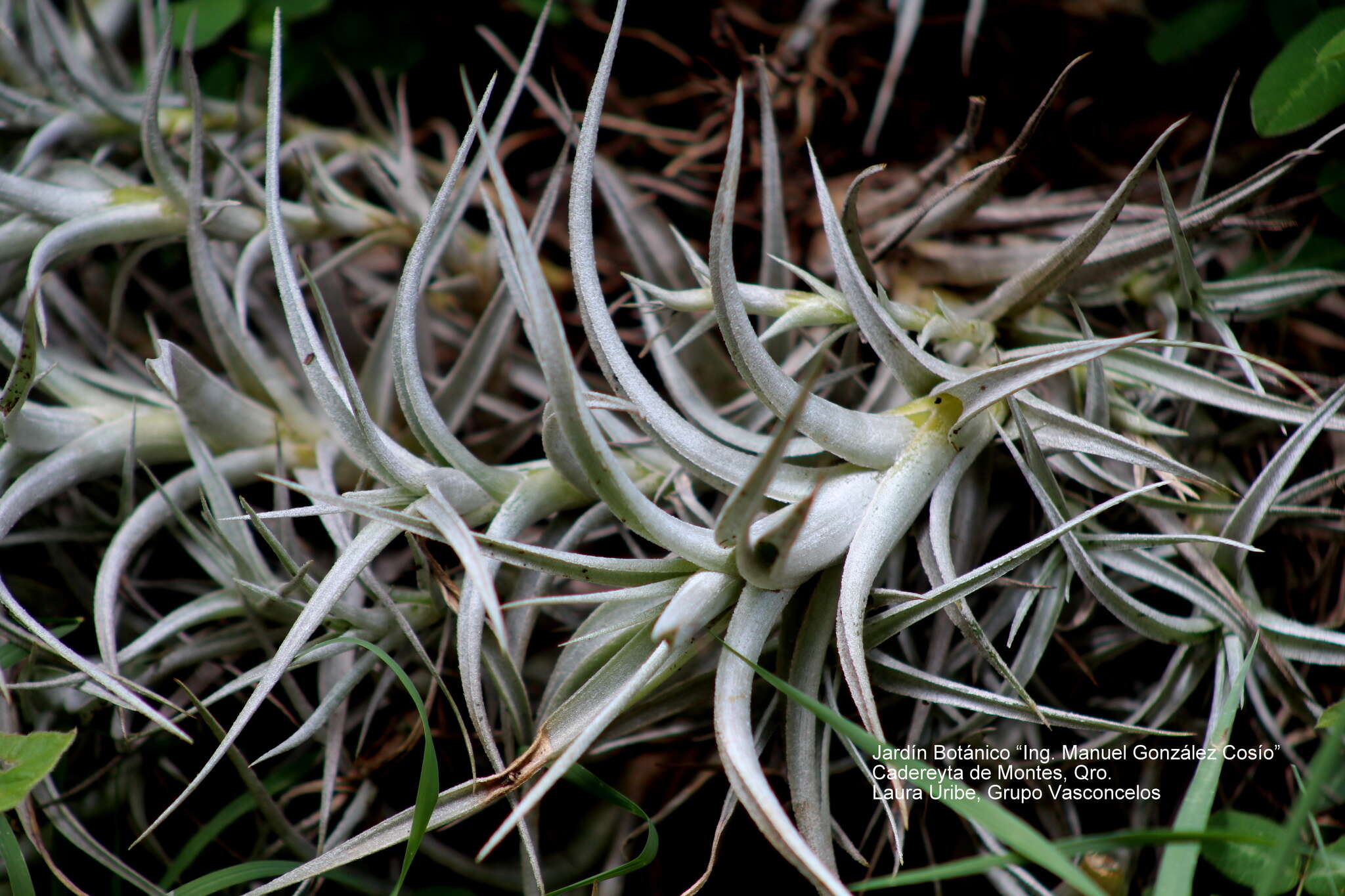 Tillandsia albida Mez & Purpus resmi