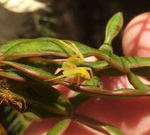 Sivun Sidymella rubrosignata (L. Koch 1874) kuva