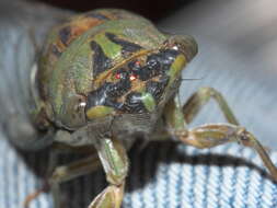 Image de Neotibicen pruinosus fulvus (Beamer 1924)