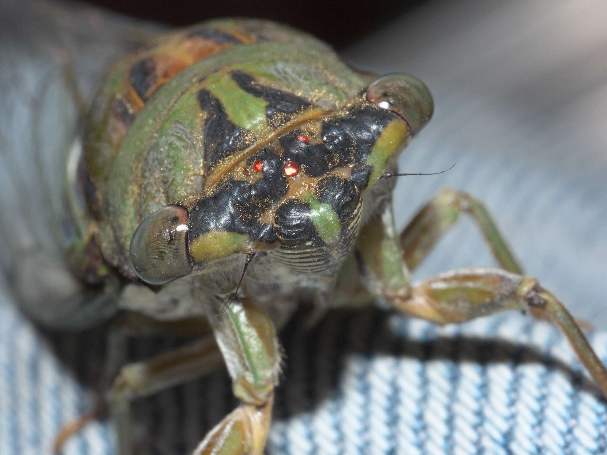 Image of Neotibicen pruinosus fulvus (Beamer 1924)