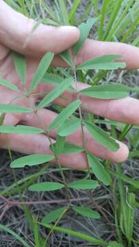 Image of Florida hoarypea