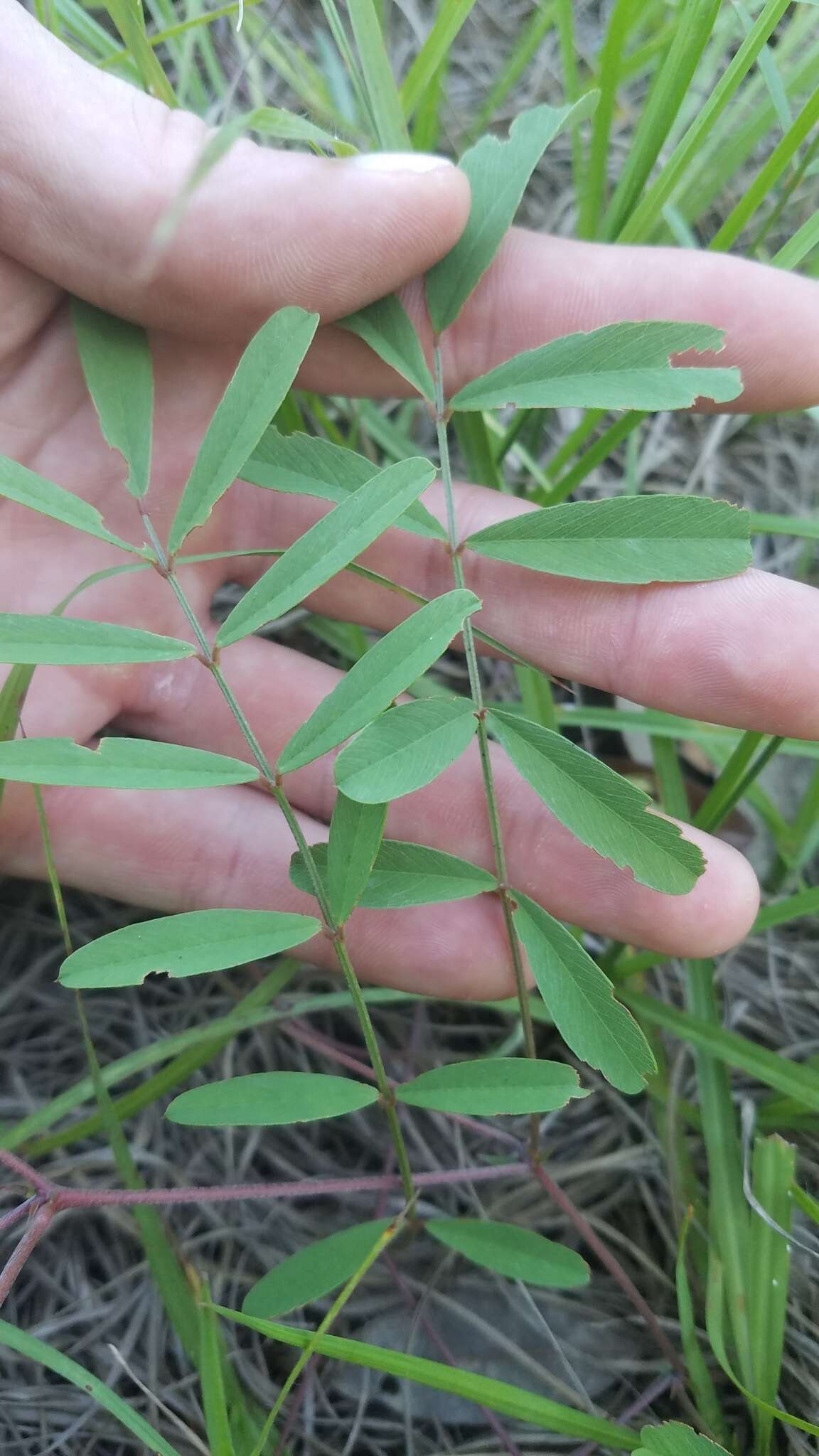 Tephrosia florida (F. Dietr.) C. E. Wood resmi