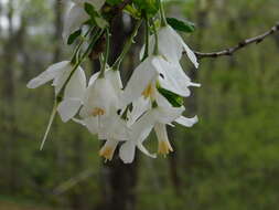 Image de Halesia diptera J. Ellis