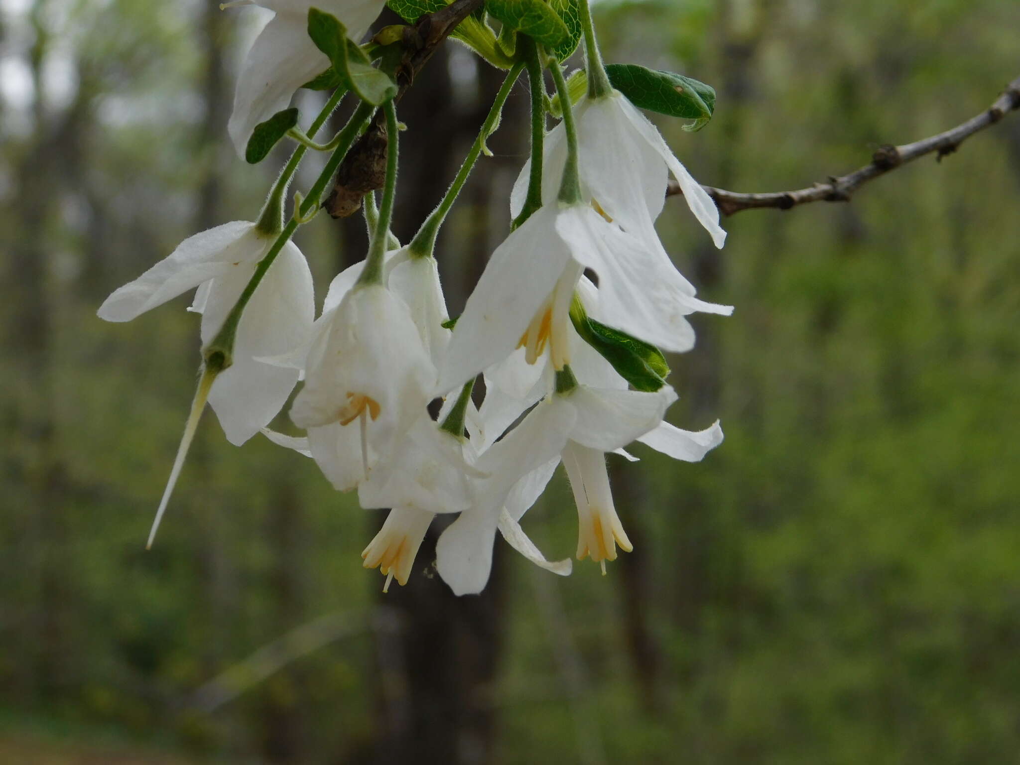 Image de Halesia diptera J. Ellis