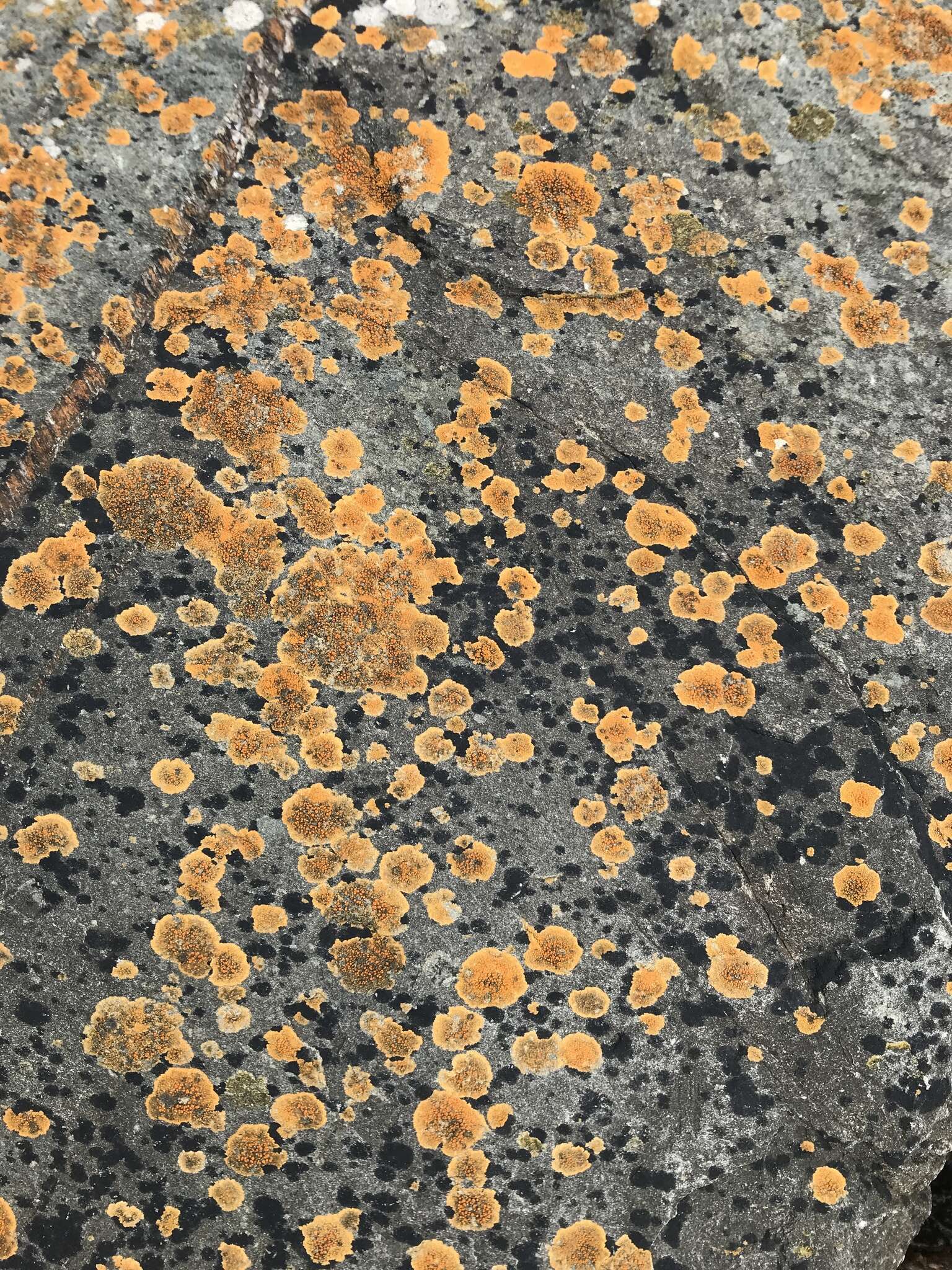 Image of orange lichen