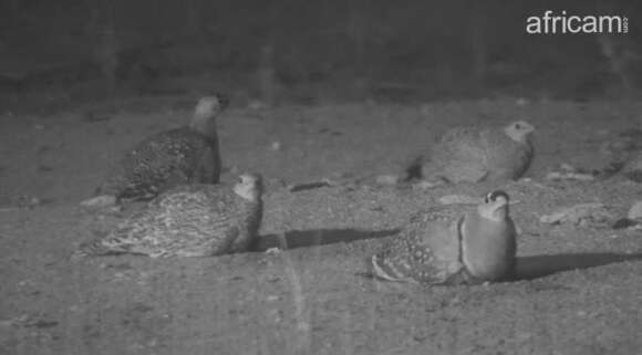 Image of Double-banded Sandgrouse