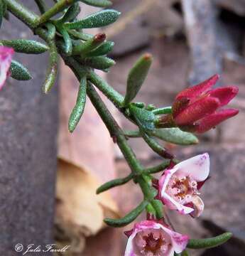 Image of Cyanothamnus nanus var. hyssopifolius