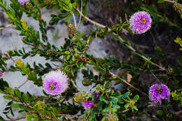 Image of Melaleuca nesophila F. Müll.