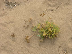 Daucus pumilus (L.) Hoffm. & Link resmi