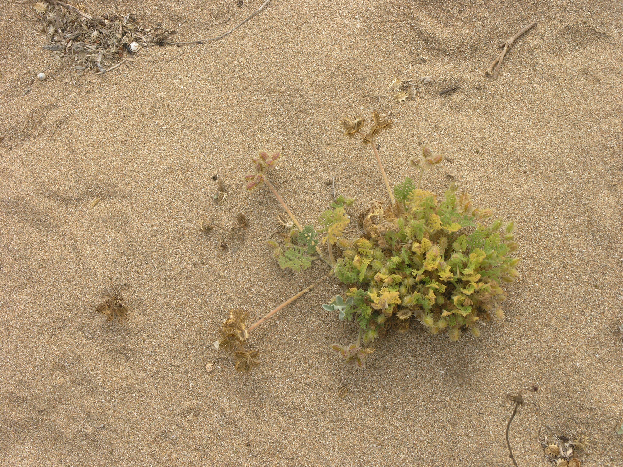 Daucus pumilus (L.) Hoffm. & Link resmi