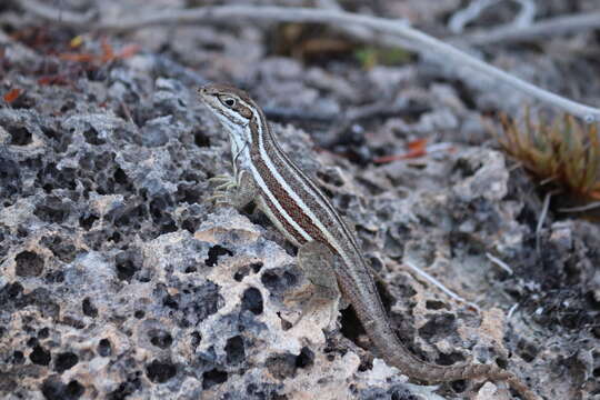 Image of Leiocephalus stictigaster Schwartz 1959