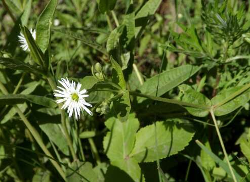 Image of Stellaria radians L.