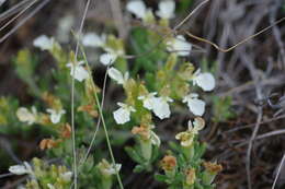 Image of Teucrium montanum subsp. montanum