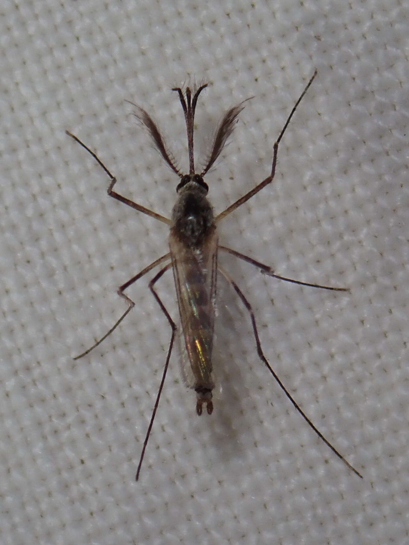 Image of Aedes triseriatus (Say 1823)