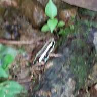 Image of Anthony's Poison-Arrow Frog