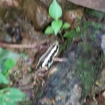 Image of Anthony's Poison-Arrow Frog