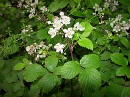 Sivun Rubus elegantispinosus (Schumacher) H. E. Weber kuva