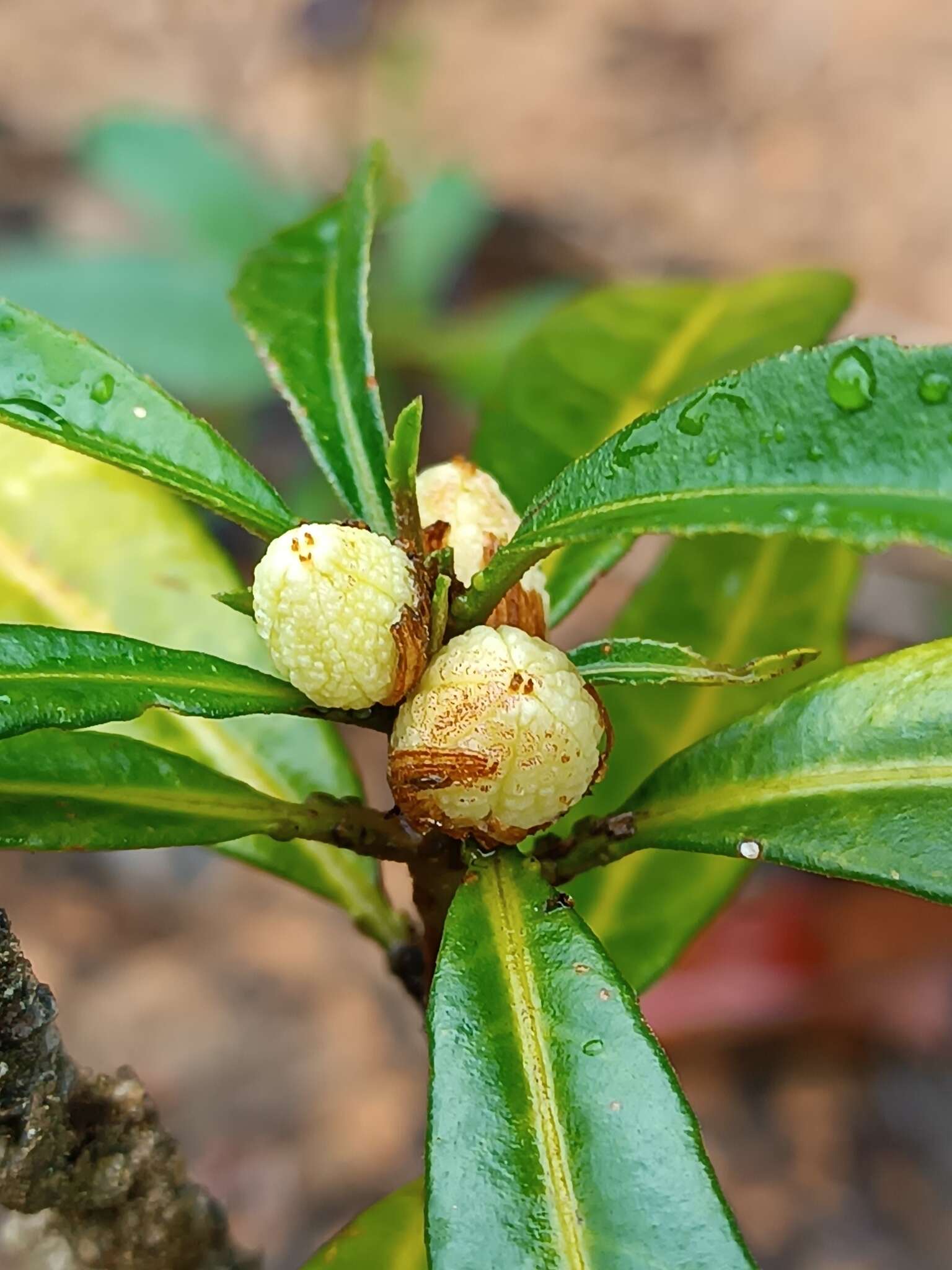 Turnera glaziovii Urb.的圖片