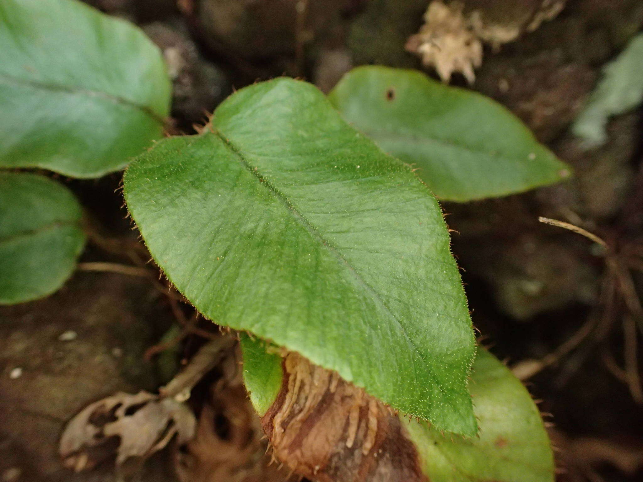 Image of Elaphoglossum hybridum (Bory) Brack.