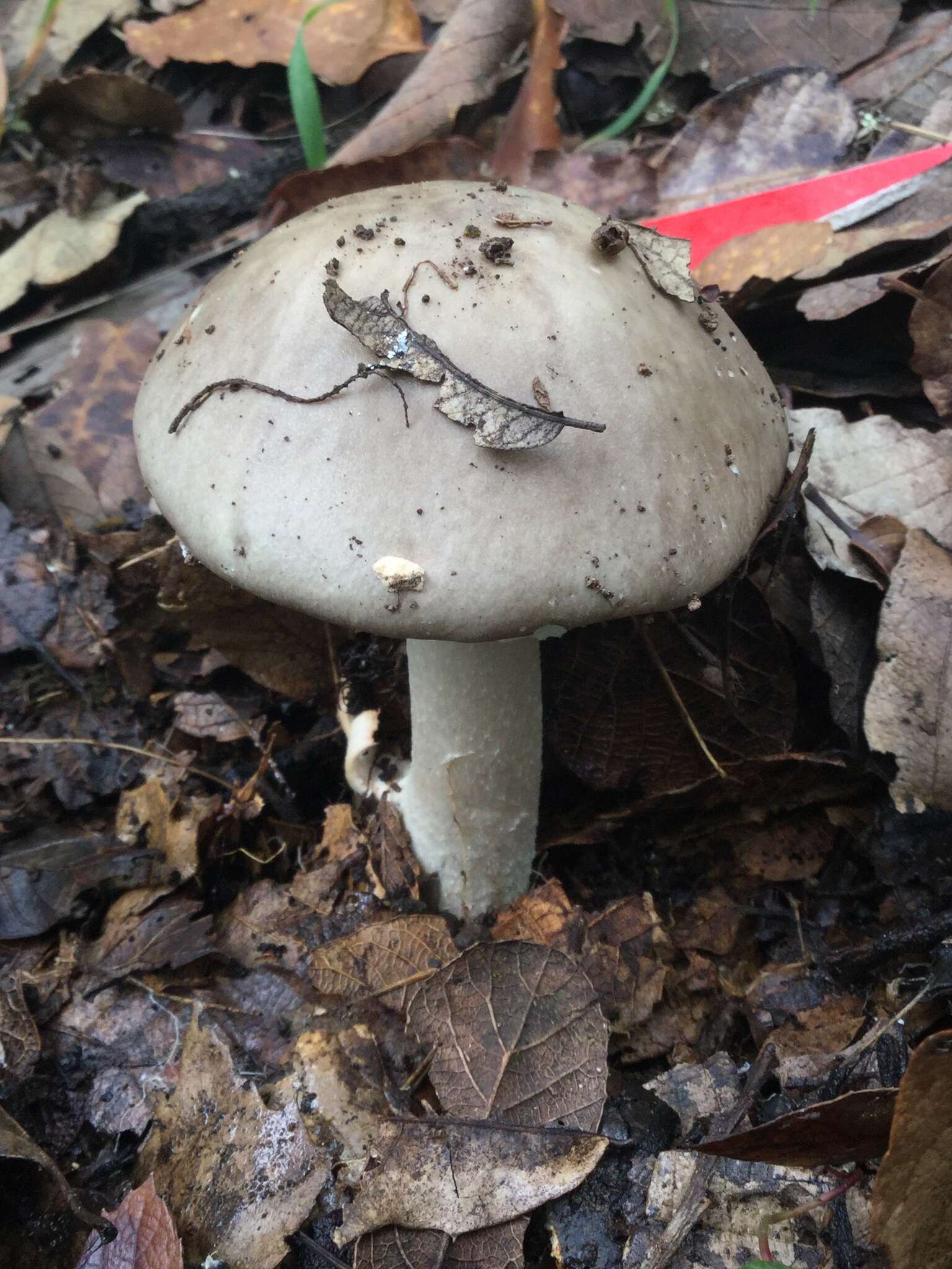 Image of Amanita arocheae Tulloss, Ovrebo & Halling 1992