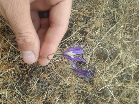 Image of crown brodiaea