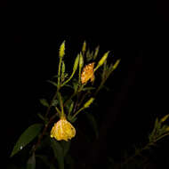 Sivun Oenothera nutans Atkinson & Bartlett kuva