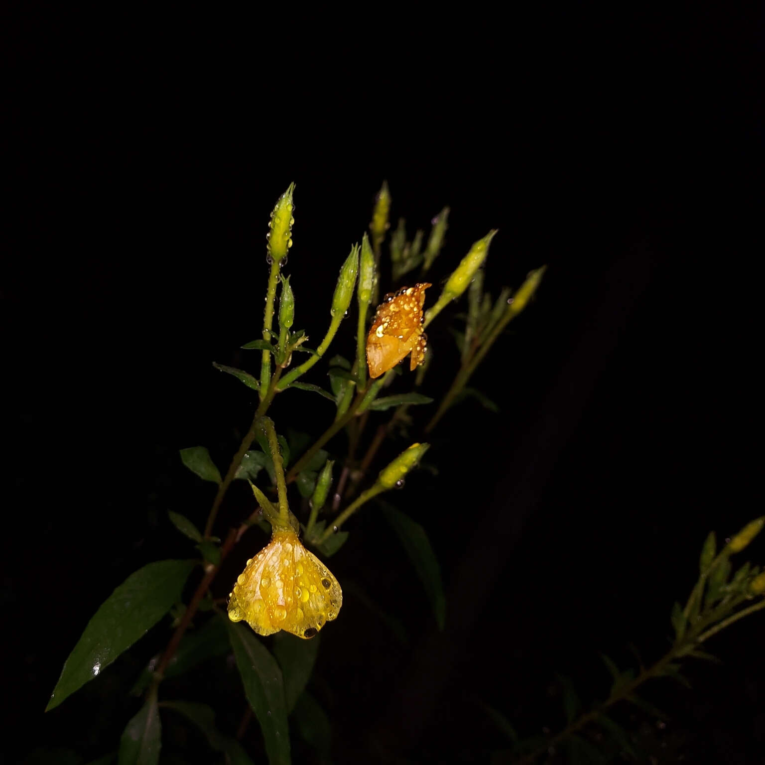 Sivun Oenothera nutans Atkinson & Bartlett kuva