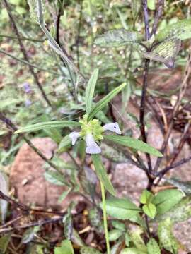 Image de Leucas zeylanica (L.) W. T. Aiton