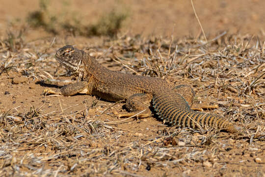 Image of Hardwick's spiny-tailed lizard