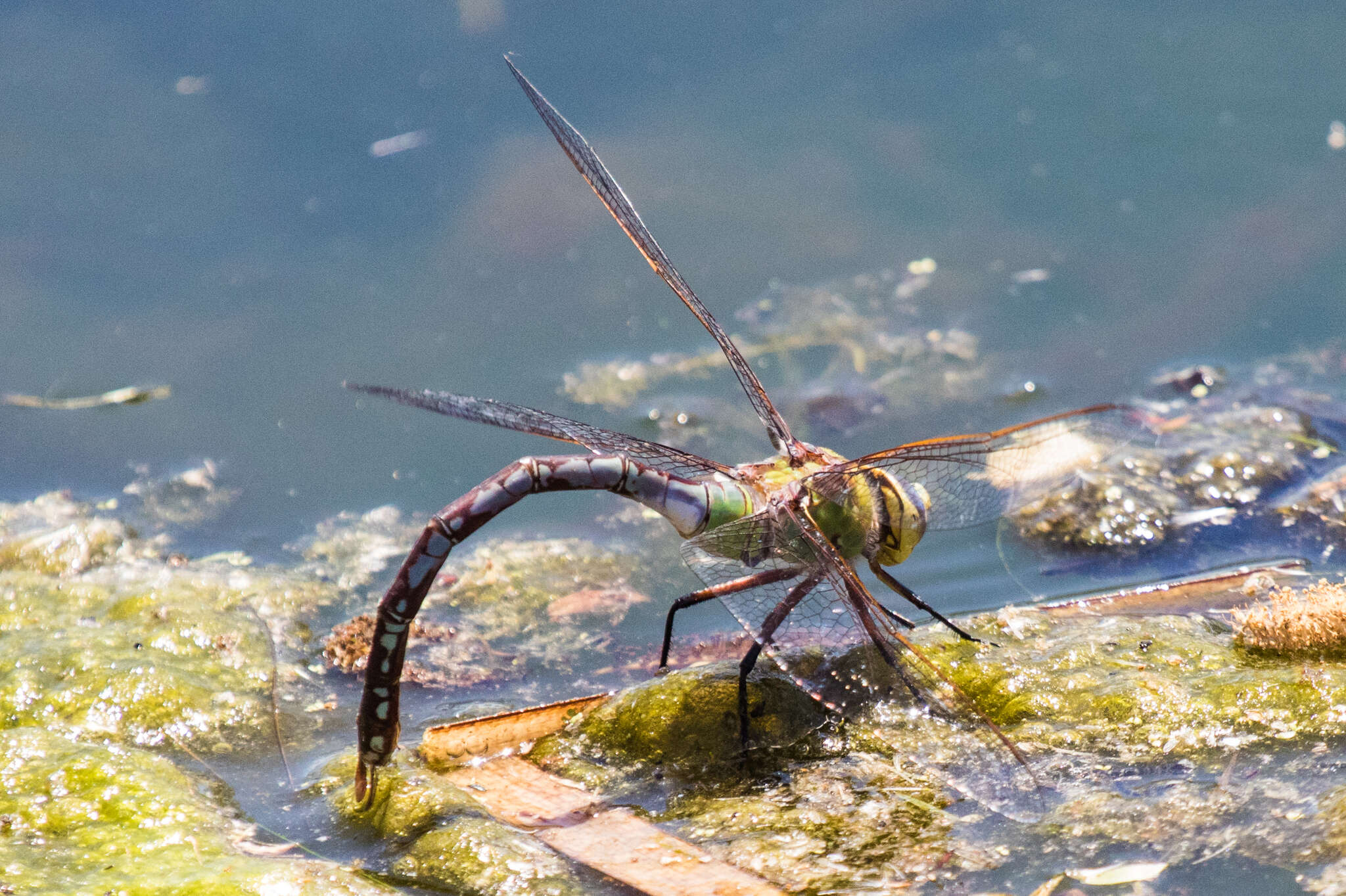 Image of Giant Darner