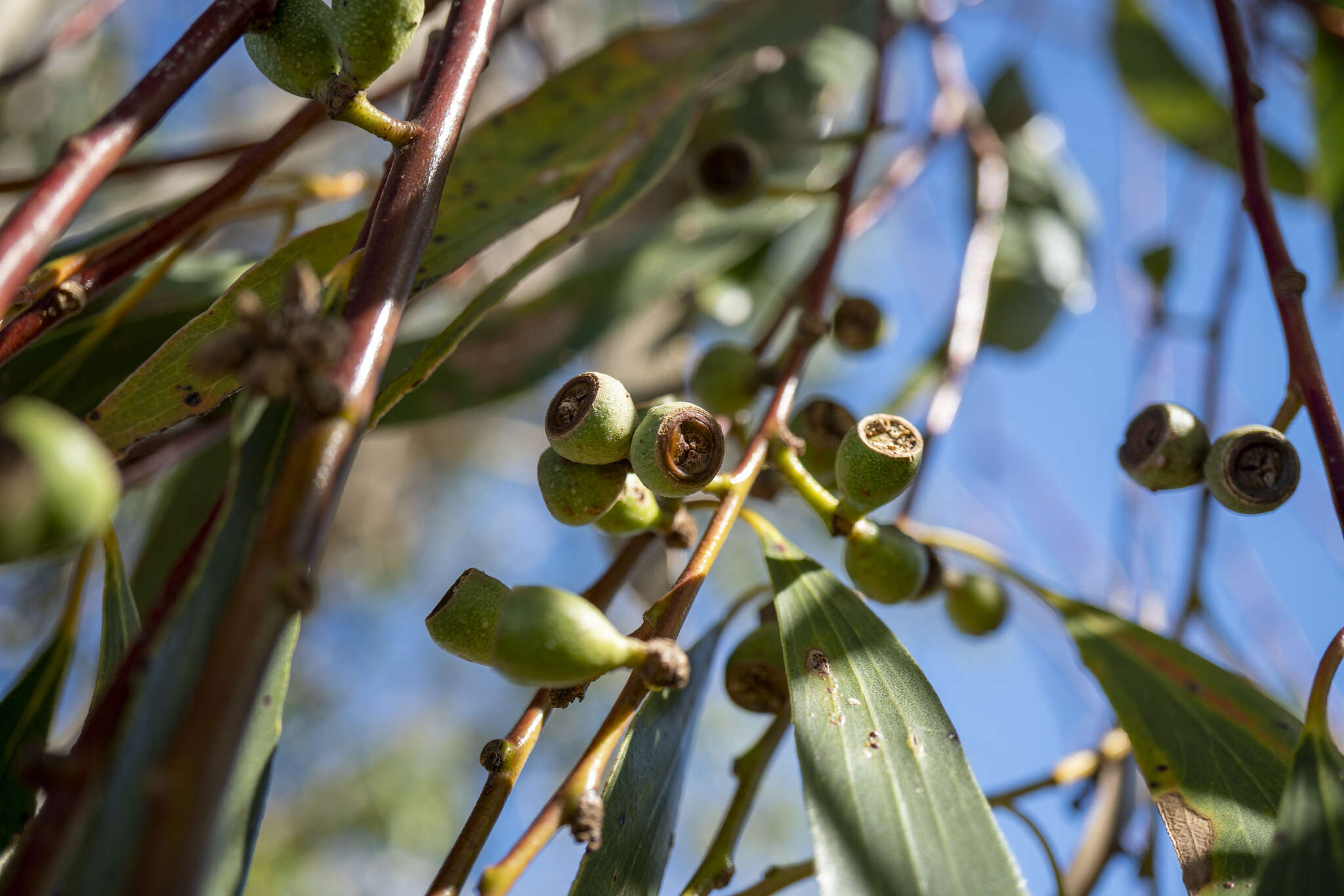 Plancia ëd Eucalyptus pauciflora subsp. pauciflora