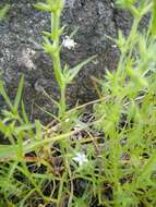 Image of Minuartia decipiens (Fenzl) Bornm.