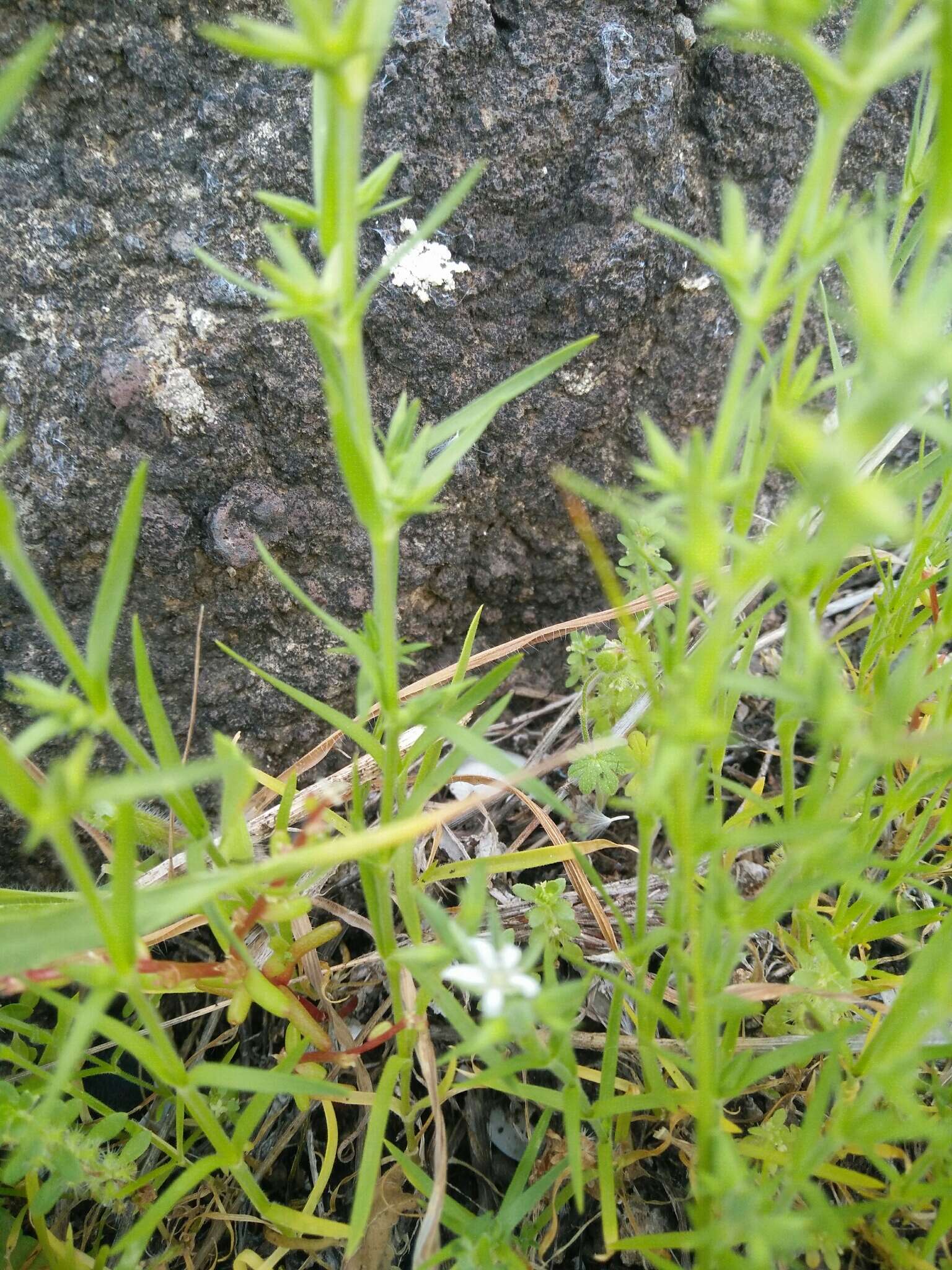 صورة Minuartia decipiens (Fenzl) Bornm.