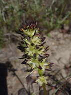 Image of Wurmbea spicata var. spicata