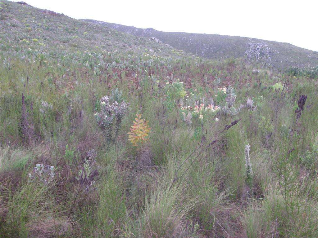 Image of Leucadendron burchellii I. J. M. Williams