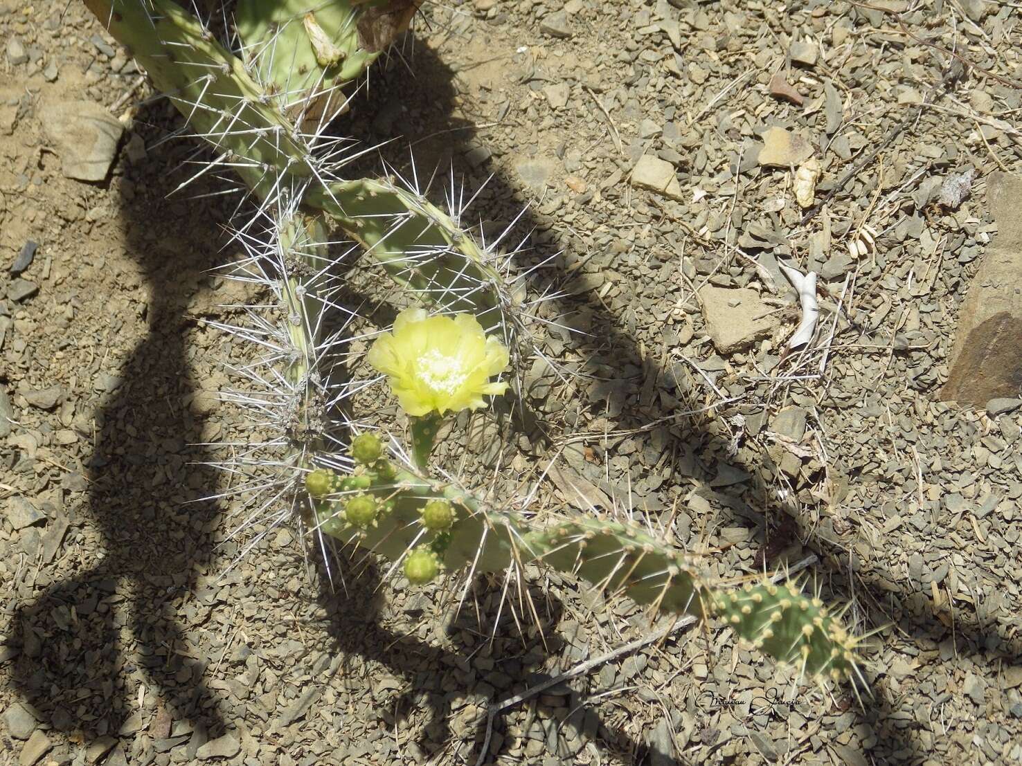 Image of Opuntia caracassana Salm-Dyck