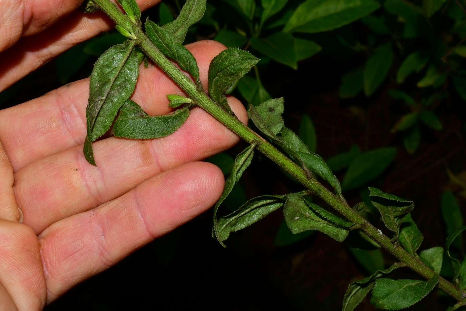 صورة Baccharis multiflora Kunth