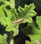 Imagem de Mesocrambus candiellus Herrich-Schäffer 1848